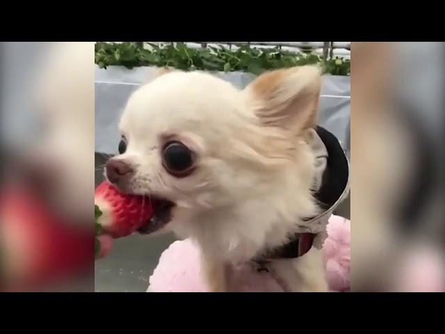 BEST OF FUNNY PETS / 2017 Compilation