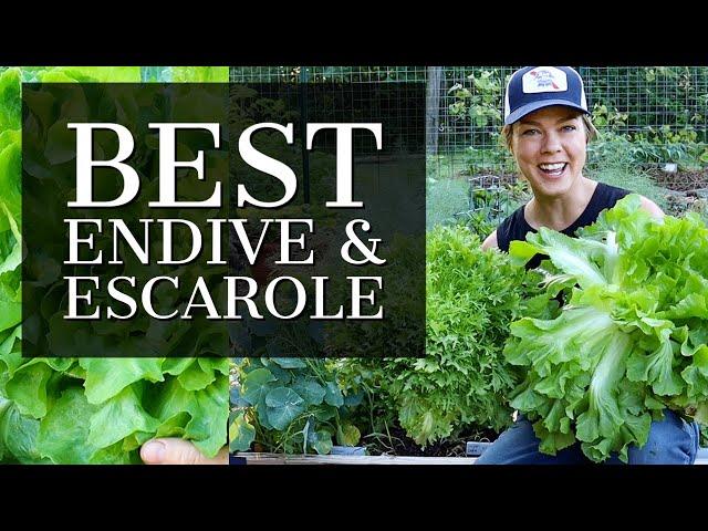 Friday Favorites: Benefine Endive and Natacha Escarole