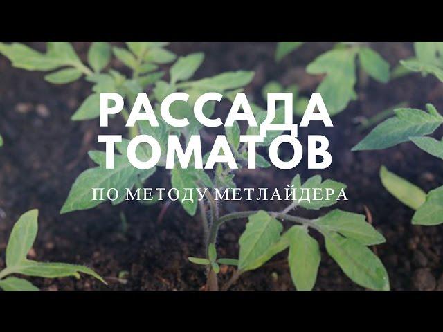 Рассада томатов по методу Митлайдера