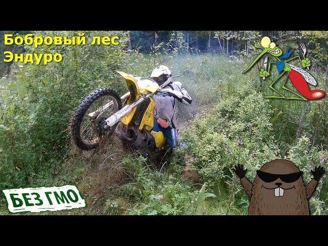 Эндуро, бобровый лес, гроза, летающие вампиры