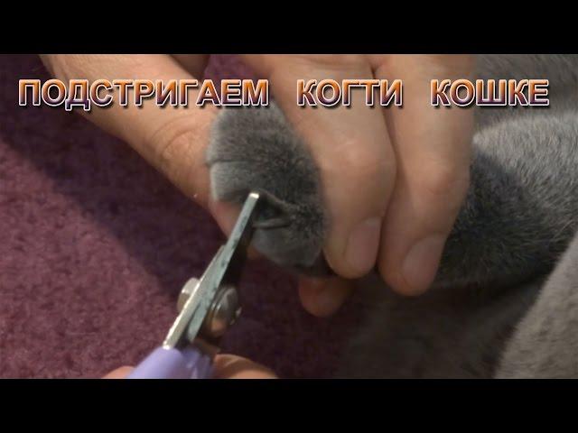 подстригаем когти кошке