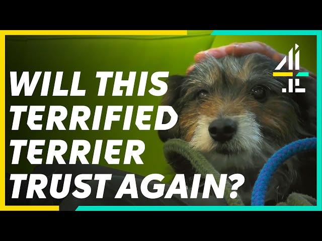 This Nervous Terrier Needs a New HOME | The Dog House