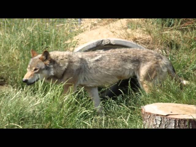 Anglian Wolf Sanctuary Olney Buckinghamshire