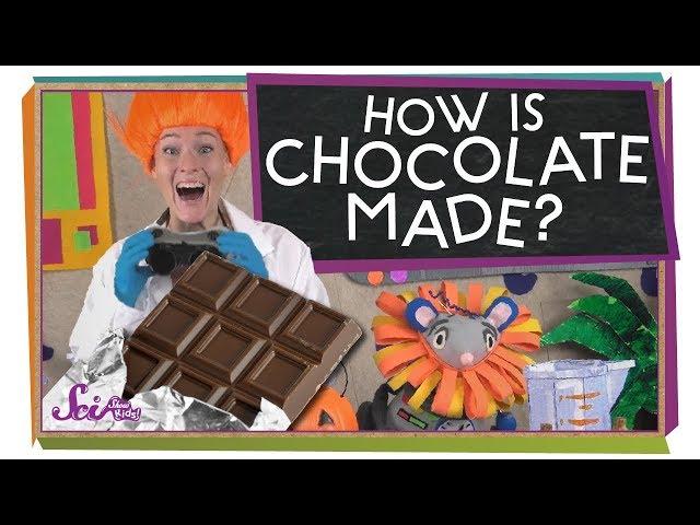 Where Does Chocolate Come From?