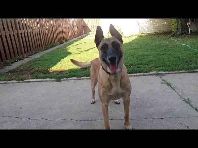 Before You Get A Belgian Malinois- WATCH THIS!!