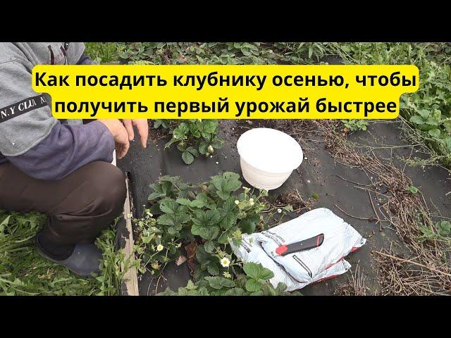 Секрет успешной осенней посадки клубники – плоды уже на следующий год!