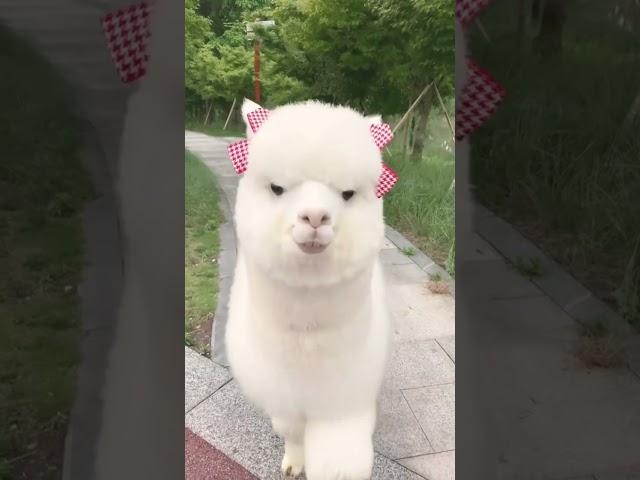 #viral #trending #youtube #tube #fyp #fyptube #dance #viraltube #cats #cat #funny #panda