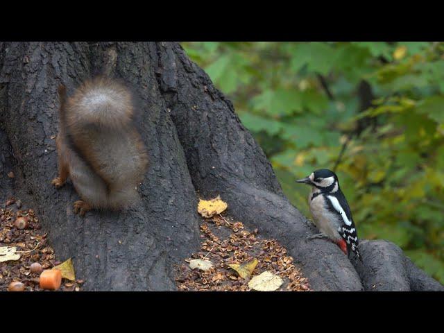 Дятел, мышь и белка / Woodpecker, mouse and squirrel