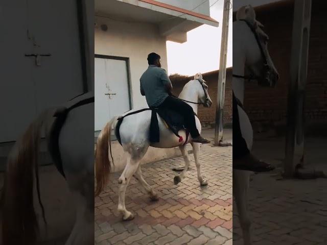 #roji️#horselover #marwadihorse #horseriding