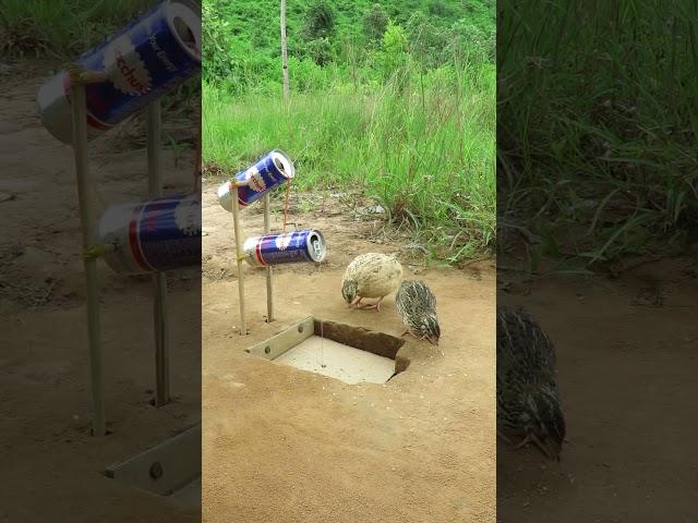 Creative Quail Trap / Create Quail Trap Using Can And Cardboard # shorts #create #traps