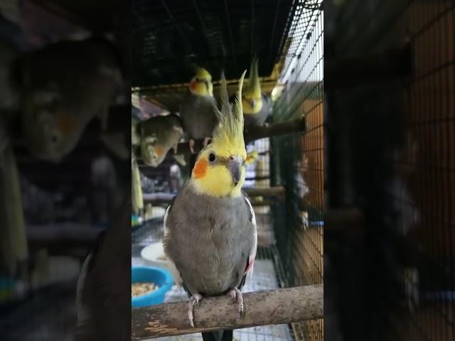 curious cockatiel looking at my camera