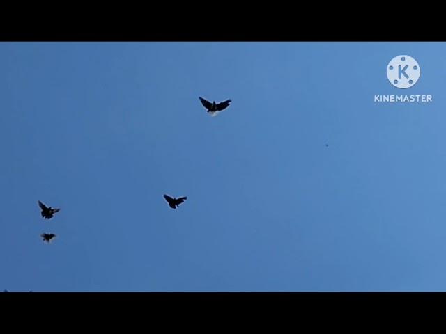 06.08.23 Николаевские Голуби,Германия,Вальдемар Зигфрид Nikolayev Pigeons,Germany,Waldemar Siegfried