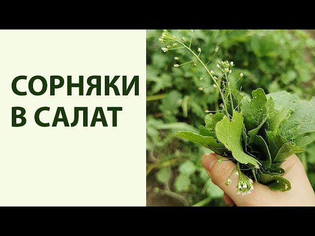 Сорняки которые можно есть. 11 съедобных трав на участке