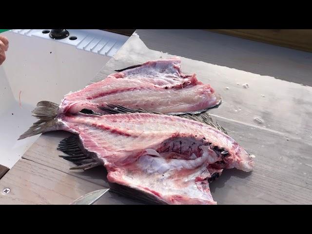 Filleting a Sheepshead by Capt. Vince Russo