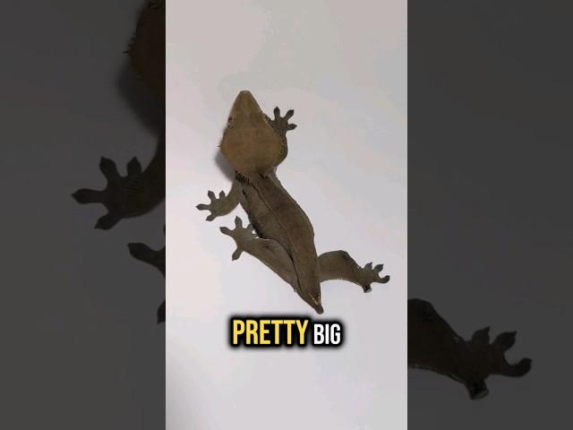 Have You Ever Seen A Gecko Like This Before?
