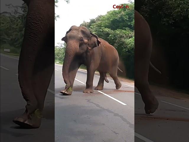 a wild elephant chasing on the road #attack #