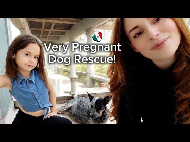 Our Family Life in Mexico - Vlogmas Day 14   rescue dog is having PUPPIES soon !