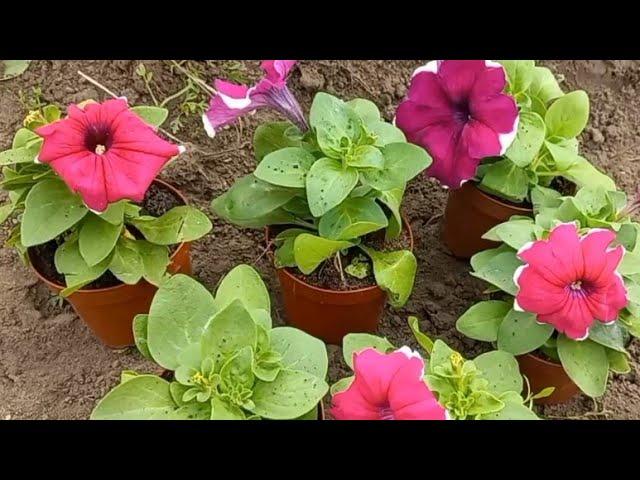 Посадила петунью, мій сад. I planted a petunia flowers,  my garden.