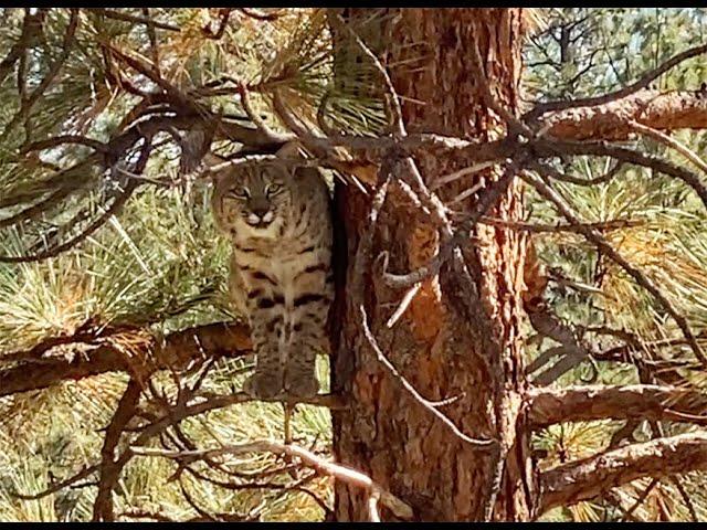 Bobcat in a tree: deer below