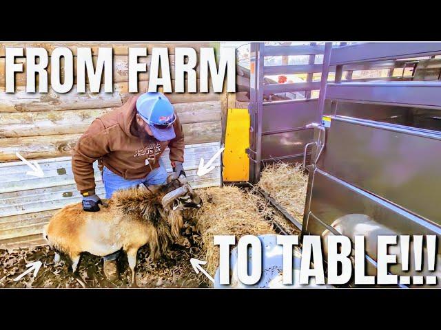 We Have Been Prepping For This...Now The Day Is Here!!! | BUILDING OUR FAITH, OUR FAMILY, & OUR FARM