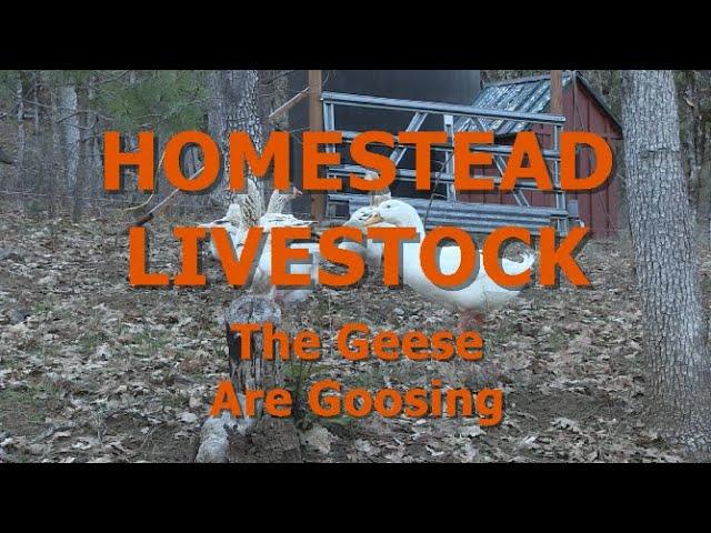 HOMESTEAD LIVESTOCK - The Geese Are Goosing Around