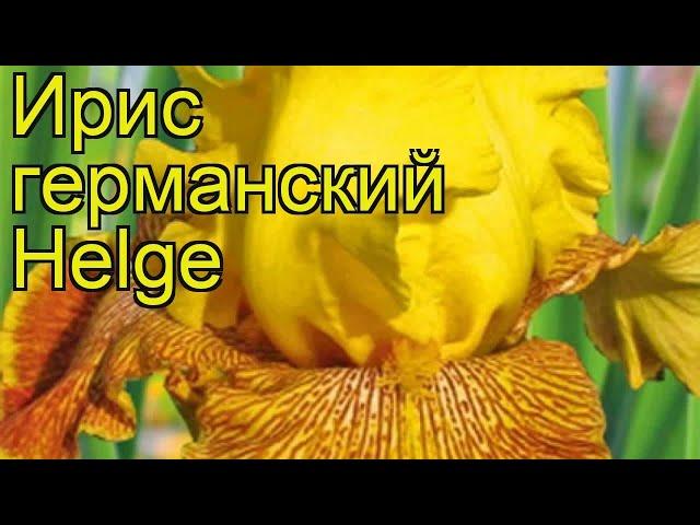 Ирис германский Хельга. Краткий обзор, описание характеристик iris germanica Helge