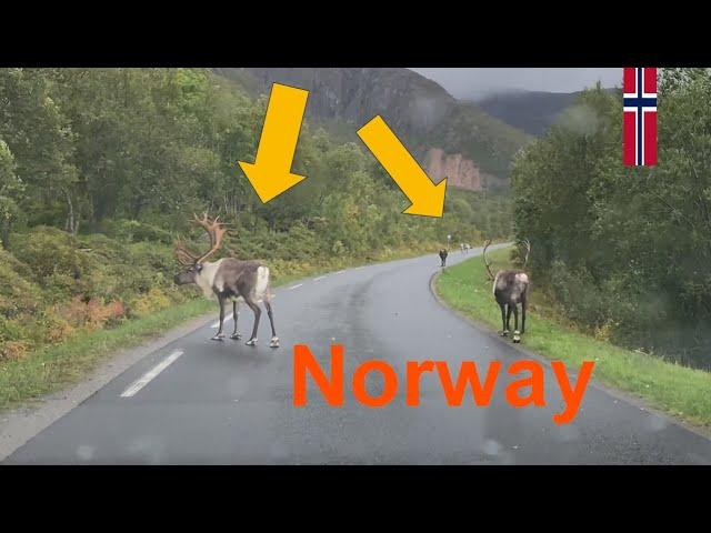 Norway - Fv 232 Road to Flakstadvåg | Reindeer on the Road | Scenic Drive | ASMR