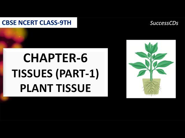 Tissues - Biology Class 9 NCERT Science  Plant tissues