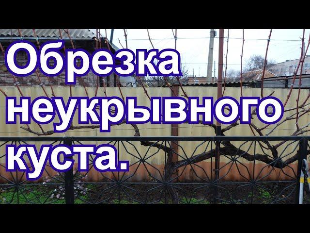 Обрезка неукрывного куста на вертикальной шпалере