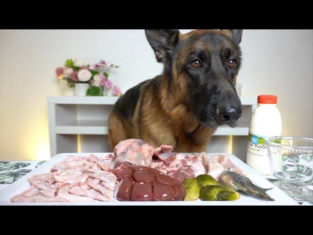 BEST DOG ASMR | MUKBANG | yummy raw meats, seafood, fruit | soft, crunchy chews | slurping | dessert