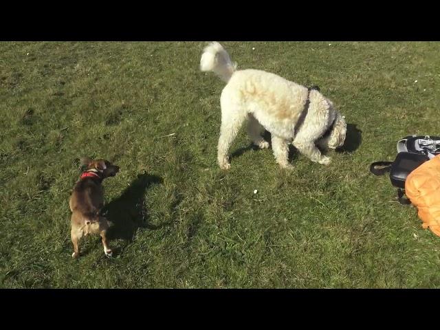 Pippa the dog running around