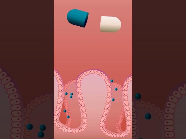 Medicine Digestion: What Happens After You Swallow a Pill?