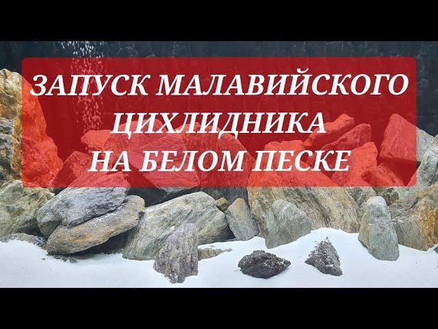 Запуск малавийского цихлидника на белом песке. Второй аквариум. Часть 9.