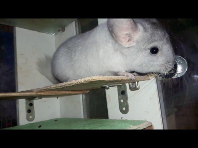 Как Предотвратить Проблемы с Зубами у Шиншилл, Крючки,-How to Prevent dental Problems in Chinchillas