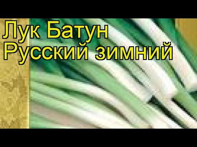 Лук батун Русский зимний. Краткий обзор, описание характеристик, где купить семена Russkiy zimniy