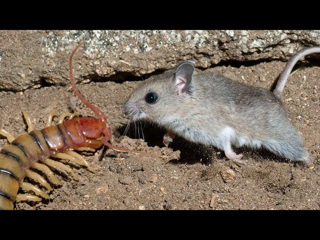 He EATS Snakes, Scorpions and even Mice! Grasshopper mouse – Tiger among rodents!