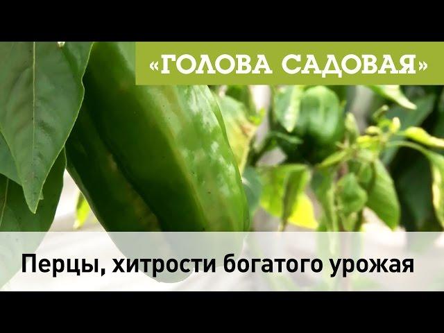 Голова садовая - Перцы, секрет богатого урожая