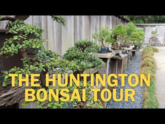 Bonsai Collection at the Huntington Library, Art Collections, and Botanical Gardens