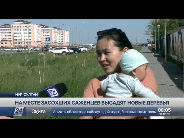 Посадили и забыли: в столице гибнут зеленые насаждения