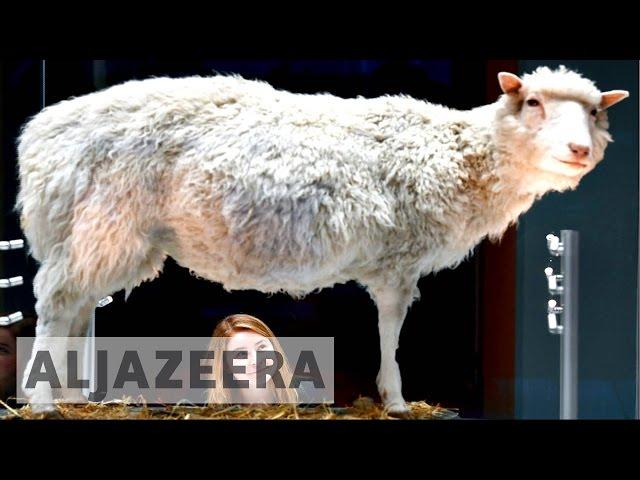 The scientific legacy of Dolly the sheep