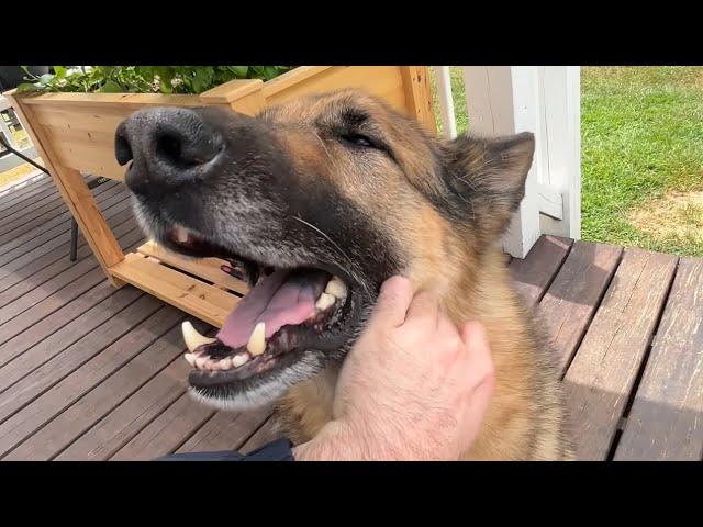 Feeling Stressed? Watch this German Shepherd Get Pets