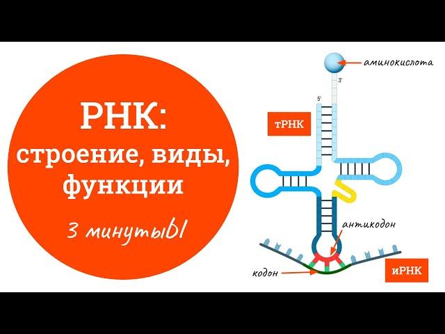 РНК: строение, виды, функции, отличия от ДНК | биология