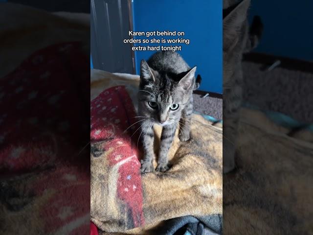 Follow for your daily dose of kitty content! #cutecat #cat #funnycats #karenthecat