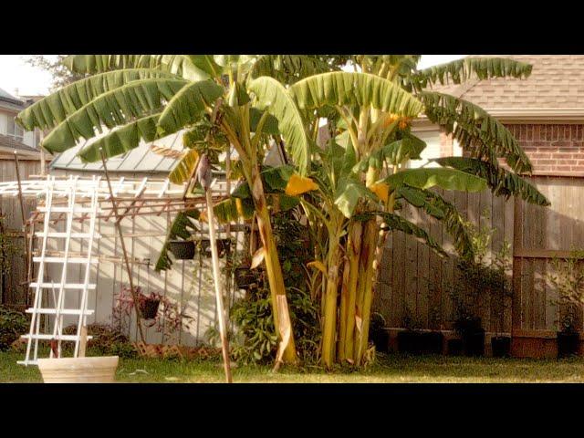 Fil-AmQueen Tv is live! Garden Tour  #winterplantssurvivals#trending cold