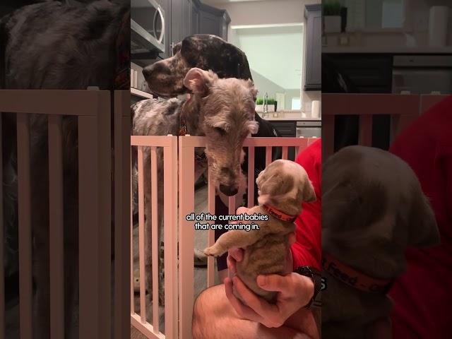 Giant Dogs Become Giant Foster Parents | The Dodo