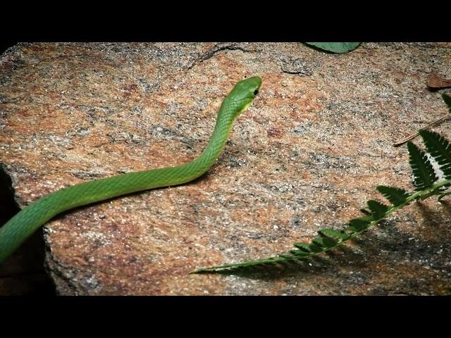 Rough Green Snake