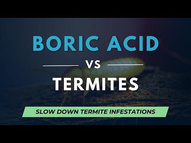 Boric Acid to kill Termites - Does Borax work as Termite Treatment?