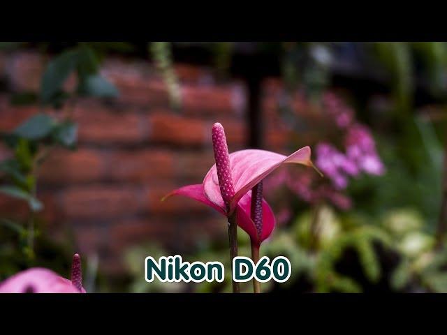 Nikon D60 Sample Images | Nikon D60 Photography