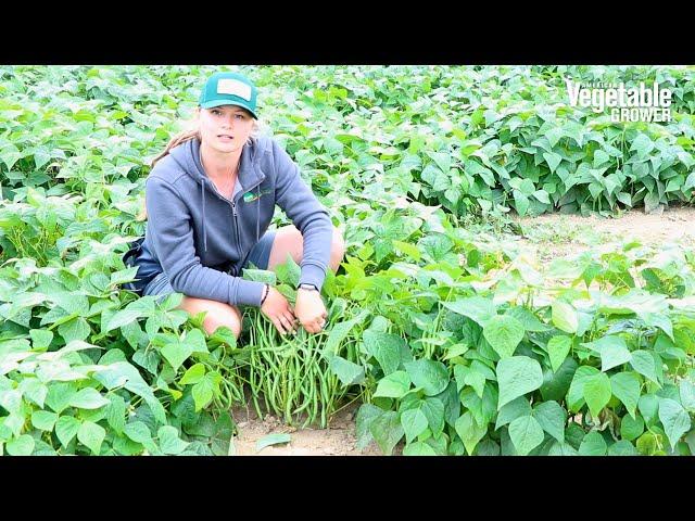 Blue Lake Superior Bush Bean from Pure Line Seeds - Vegetable Seed Trials 2023