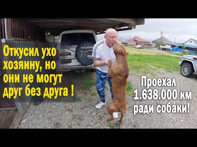 Долгожданная встреча Питбуля с Хозяином !!! Питбуль был обречен на смерть, но ему дали новый шанс !